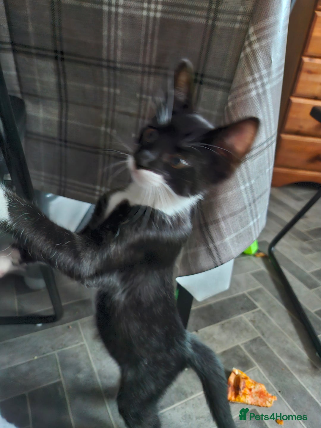 British Shorthair cats for sale: 3 bsh kittens available  - Image 1