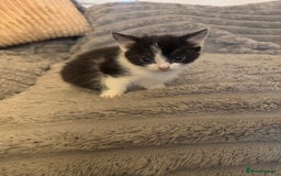 Domestic Shorthair cats for sale: Little domestic short haired kitties for sale  - Image 4