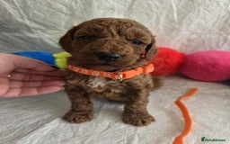 Goldendoodle dogs for sale: 👑Superb Rare Toy/Mini Deepest Red Goldendoodles👑 - Image 15