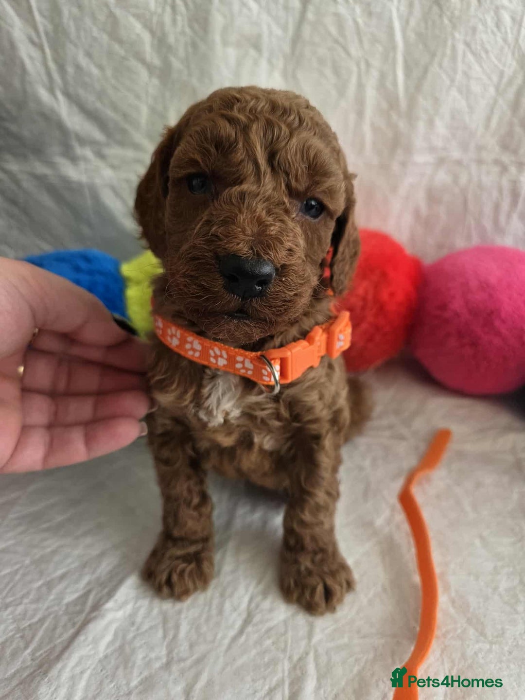 Goldendoodle dogs for sale: 👑Superb Rare Toy/Mini Deepest Red Goldendoodles👑 - Image 15