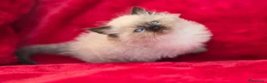 Ragdoll 2