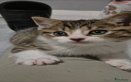 Mixed Breed cats for sale: BEAUTIFUL Kittens Looking forever home - Image 3