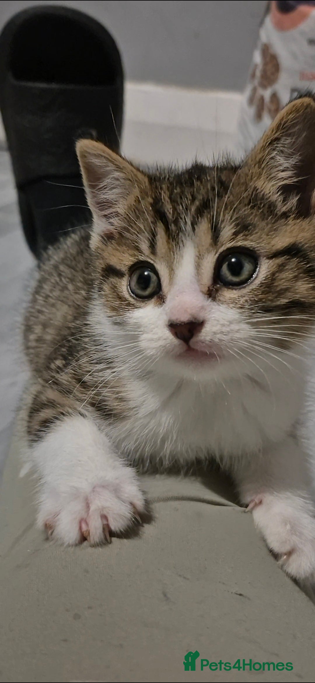 Mixed Breed cats for sale: BEAUTIFUL Kittens Looking forever home - Image 3