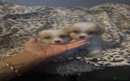 Mixed Breed dogs for sale: Chorkie-apso puppies  - Image 7