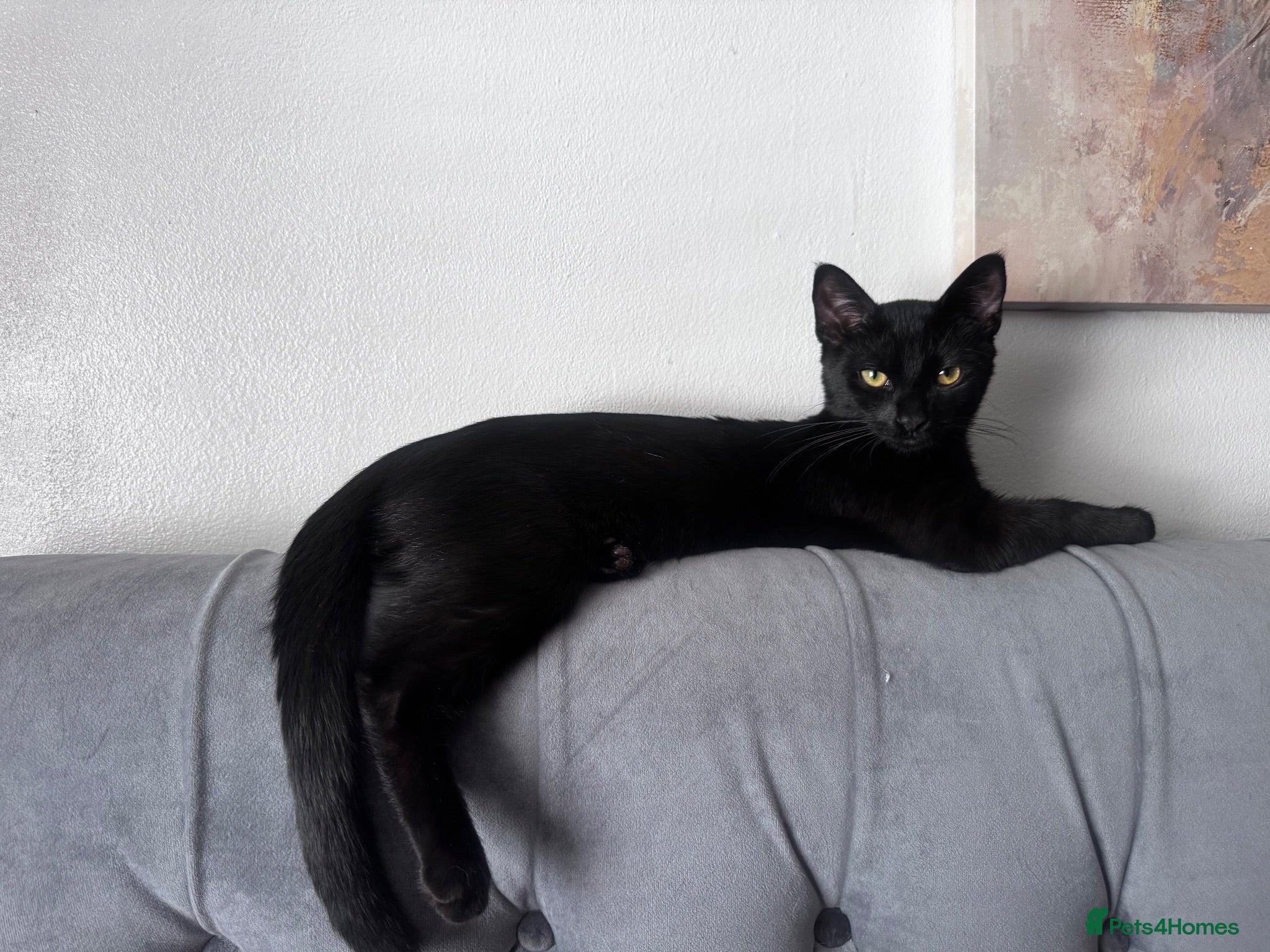 Mixed Breed cats Loving Home Needed 🖤🐾 - Advert 1