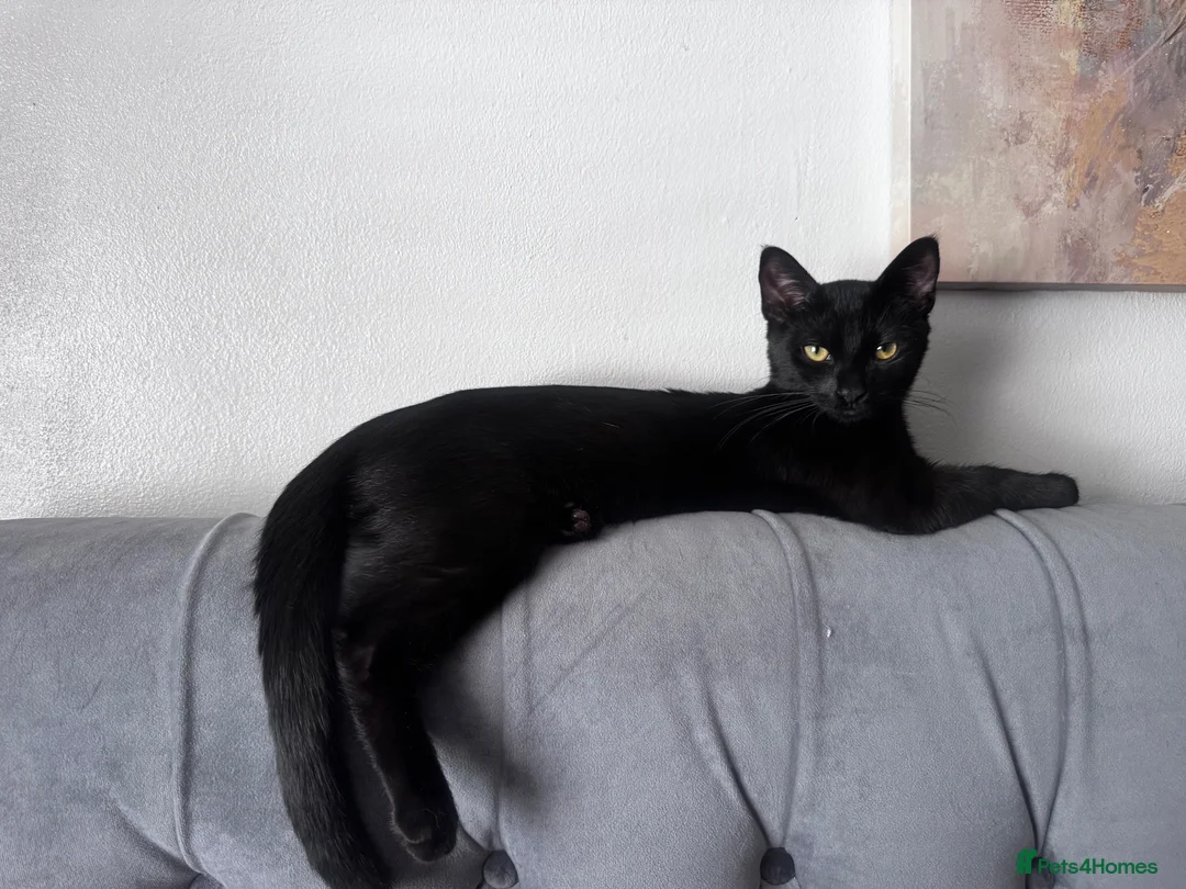 Mixed Breed cats for sale: Loving Home Needed 🖤🐾 - Advert 1