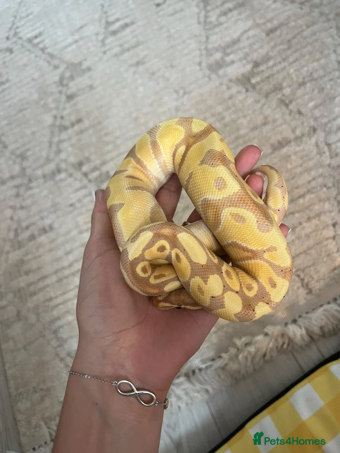 Python Snake reptiles for sale: Male Banana Python  - Advert 6