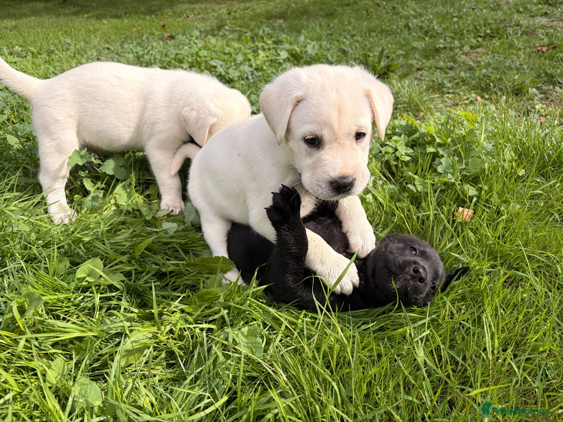 Mixed Breed dogs Lab+Akita adorable pups - Advert 2