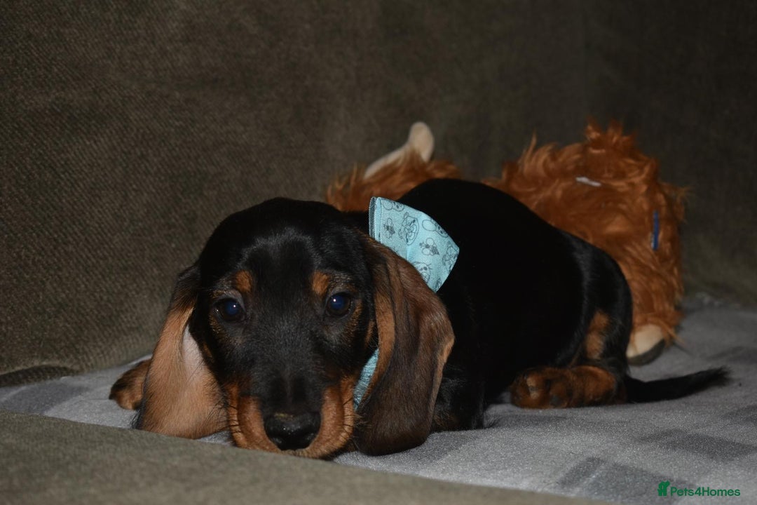 Dachshund dogs for sale: Ready now Wire haired standard x miniture puppy’s  - Advert 24