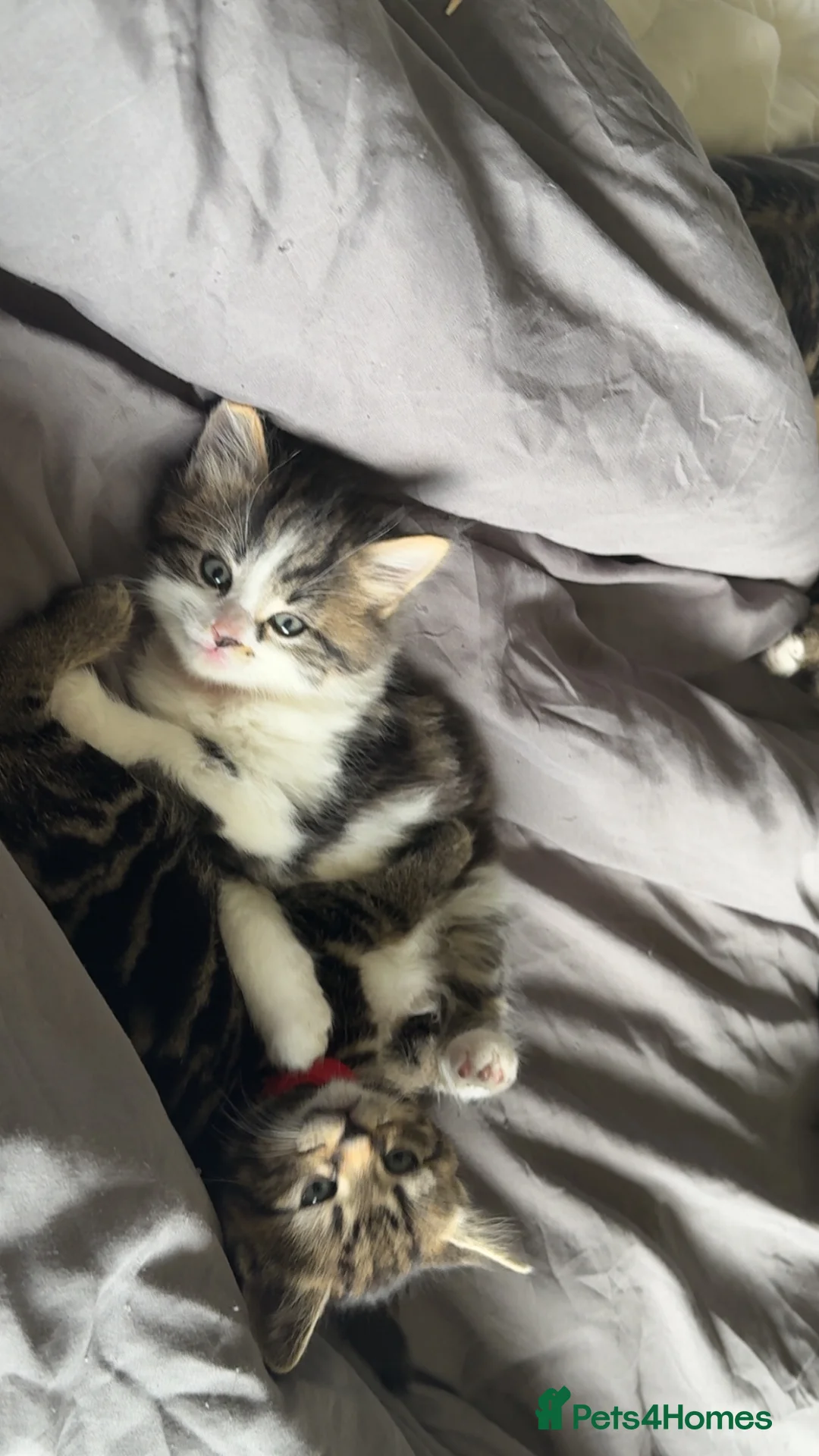 Mixed Breed cats for sale: 3 kittens £150 each  in Sunderland - Advert 2
