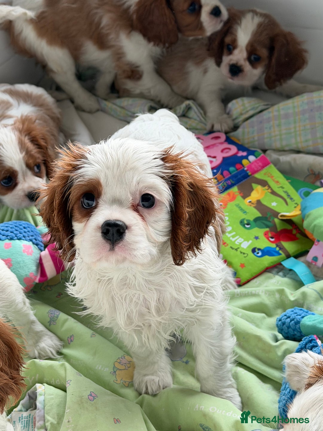Cavalier King Charles Spaniel dogs for sale: Kc registered cavalier king charles puppies - Advert 12