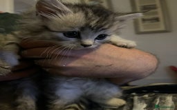 Mixed Breed cats for sale: Beautiful kittens  - Image 17
