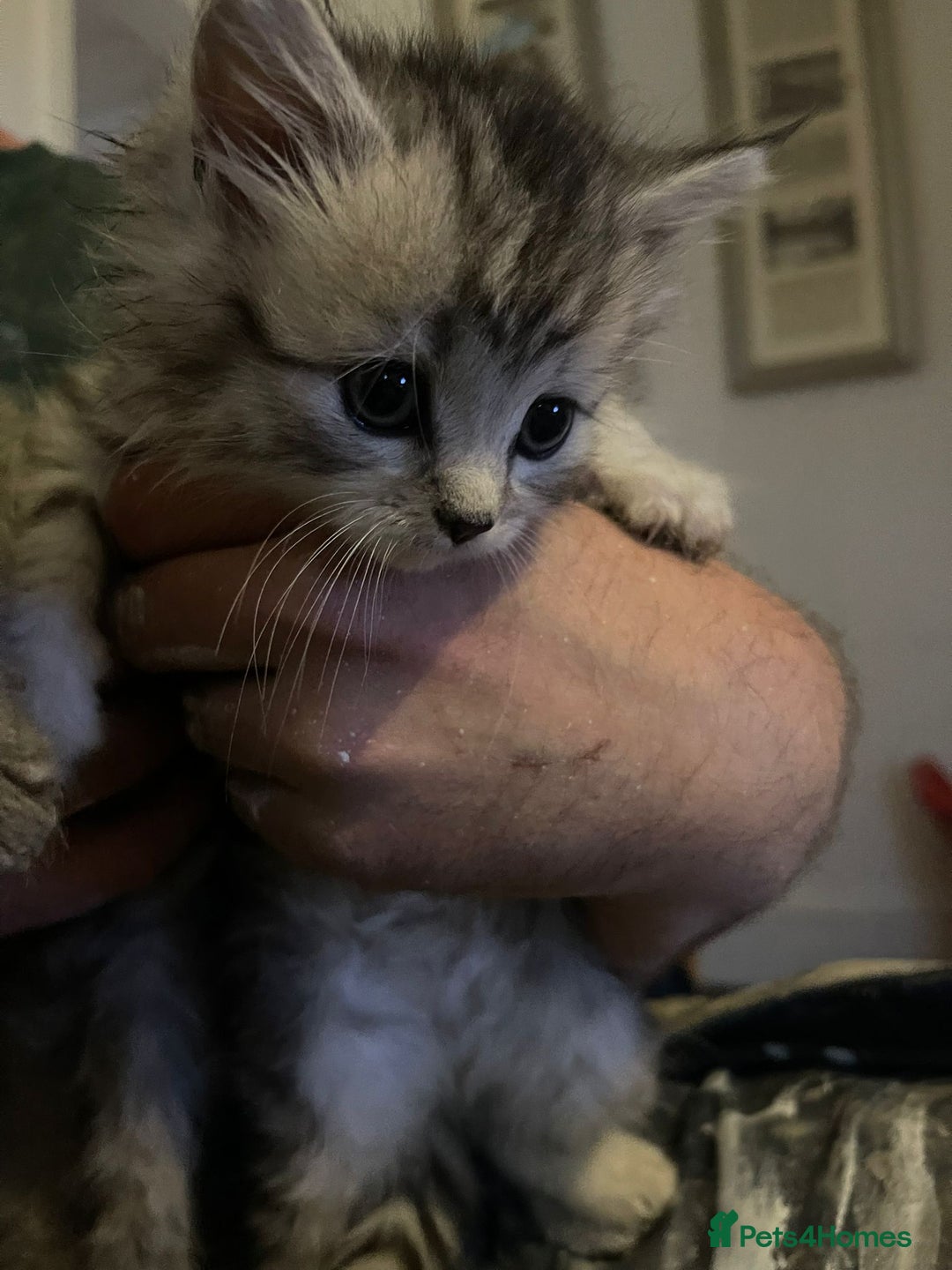 Mixed Breed cats for sale: Beautiful kittens  - Image 17
