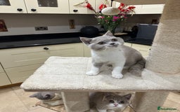 British Shorthair cats for sale: FULL PEDIGREE, REGISTERED BSH - Image 33