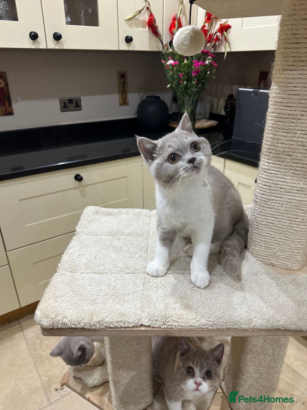 British Shorthair cats for sale: FULL PEDIGREE, REGISTERED BSH - Image 33