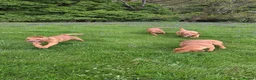 Labrador Retriever dogs for sale: Fox red labradors in Clitheroe - Advert 3