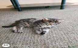 Norwegian Forest Cat cats for sale: 4 11 week old kittens  - Image 18