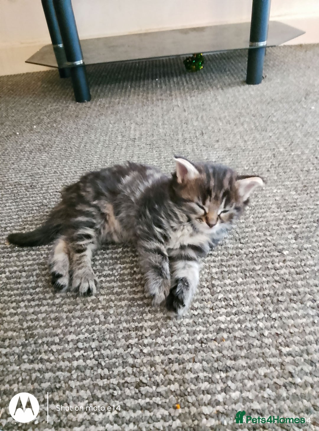 Norwegian Forest Cat cats for sale: 4 11 week old kittens  - Image 18