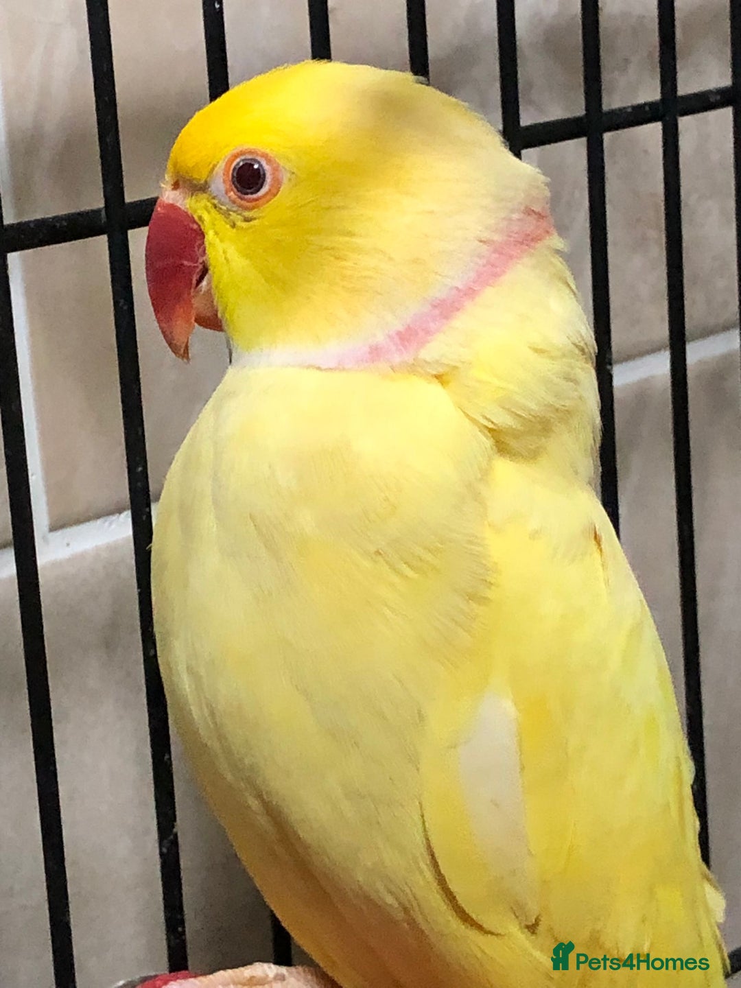 Mixed Breed birds for sale: Male lutino ringneck - Advert 4