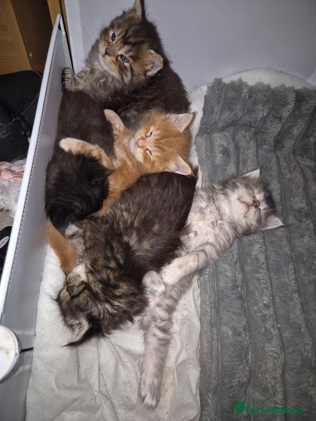 Maine Coon cats for sale: Russian /xxl maine coon - Advert 22
