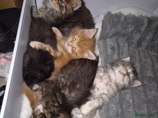 Maine Coon cats Russian /xxl maine coon - Advert 1