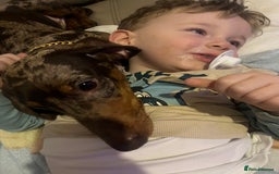 Dachshund dogs for stud: Dapple Dachshund for stud - Image 4