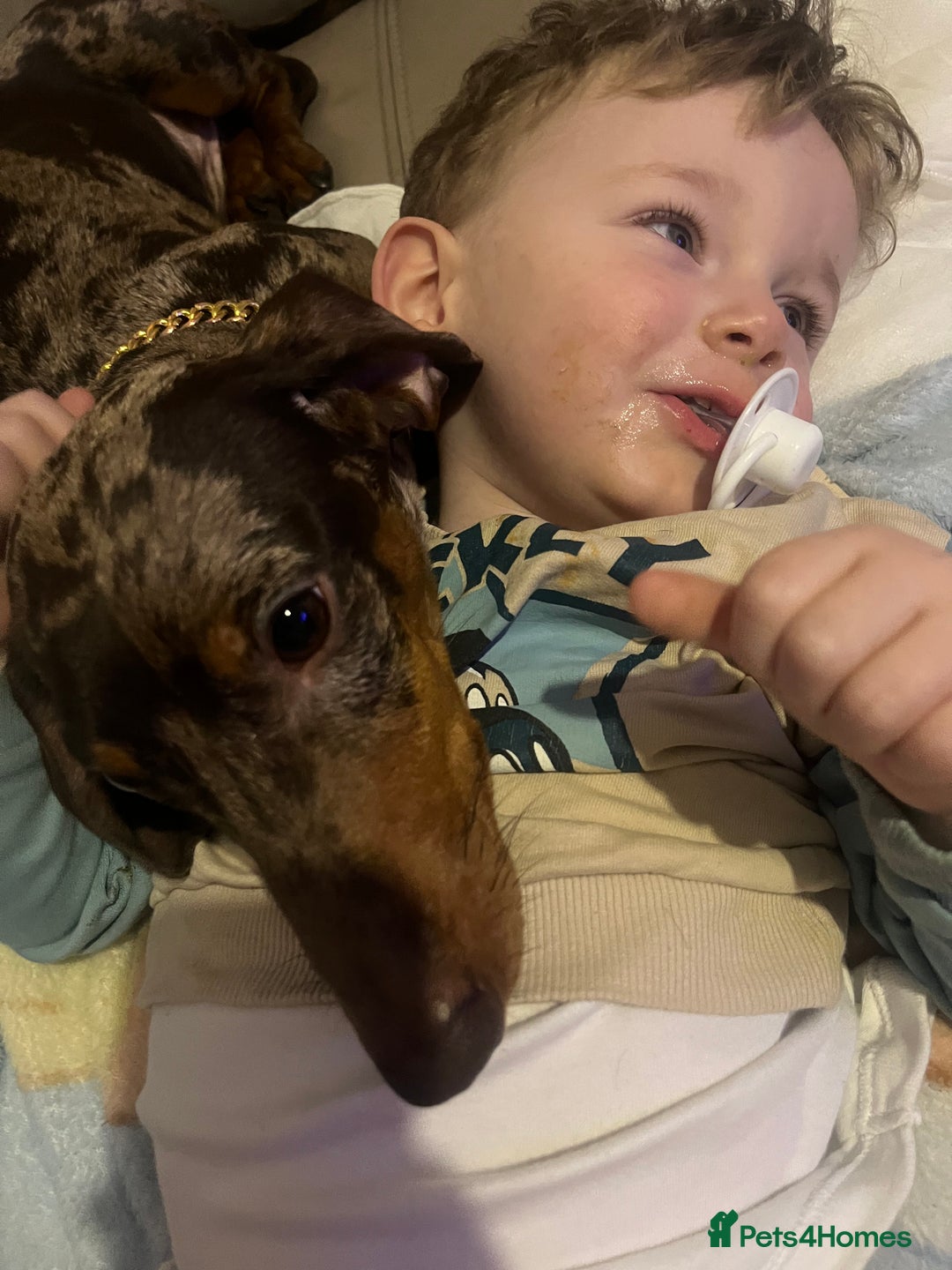 Dachshund dogs for stud: Dapple Dachshund for stud - Image 4