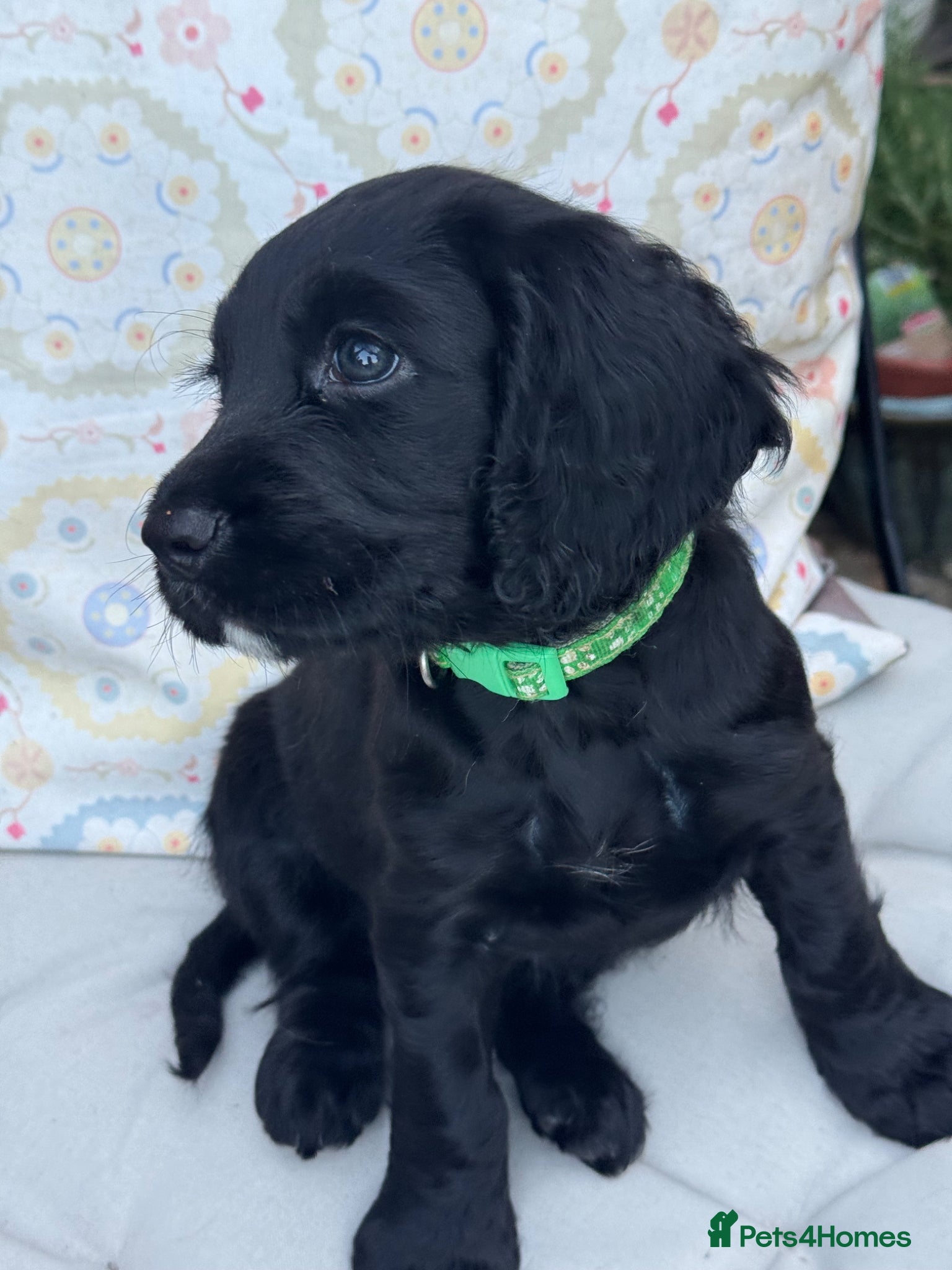 Cocker Spaniel dogs Pretty RKC Working Cocker Pups Fully DNA Tested - Advert 9