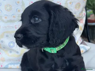 Cocker Spaniel dogs Pretty RKC Working Cocker Pups Fully DNA Tested - Advert 11