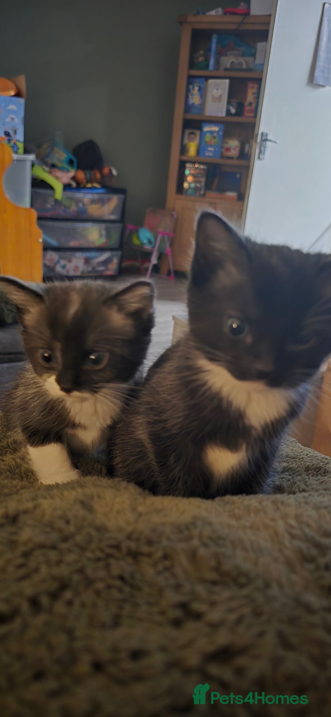 Mixed Breed cats for sale: 4 kittens  - Advert 6