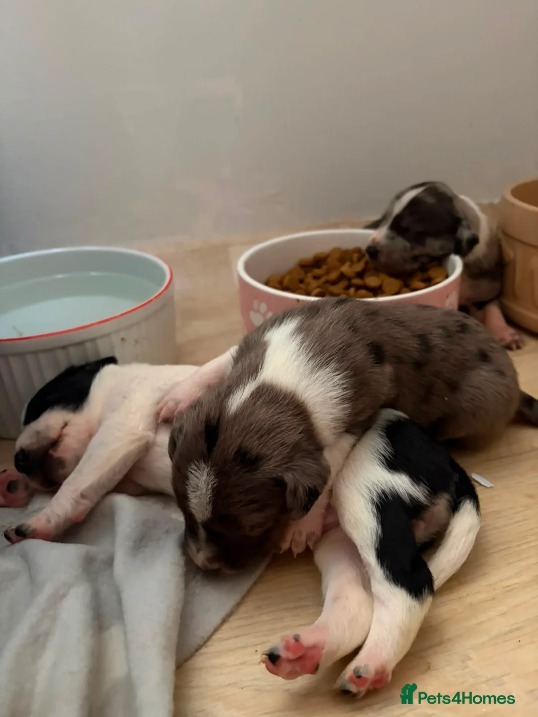 Mixed Breed dogs for sale: Merle Dalmatian cross border collie pups - Advert 12