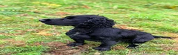 Cocker Spaniel dogs for stud: STUD Black Working Cocker Spaniel  - Advert 4