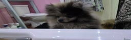 Pomeranian dogs for sale: Black merle female Pomeranian - Advert 4
