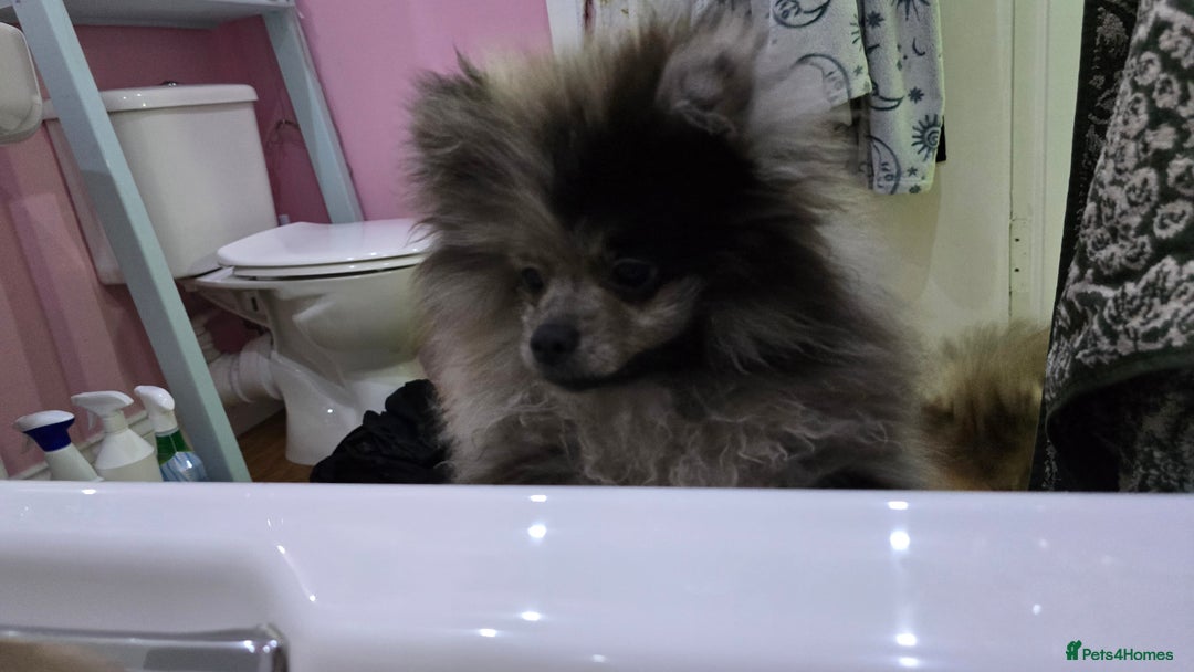 Pomeranian dogs for sale: Black merle female Pomeranian - Advert 4