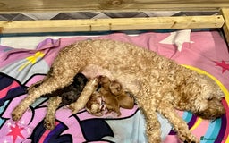 Cockapoo dogs for sale: 🐾STUNNING COCKAPOO PUPPIES🐾DNA TESTED PARENTS🧬 - Image 12