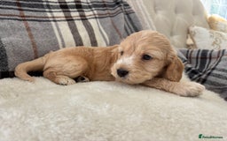 Cockapoo dogs for sale:  🐾SHOW TYPE F1 COCKAPOO PUPPIES 4 BOYS 2 GIRLS 🐾 - Image 11