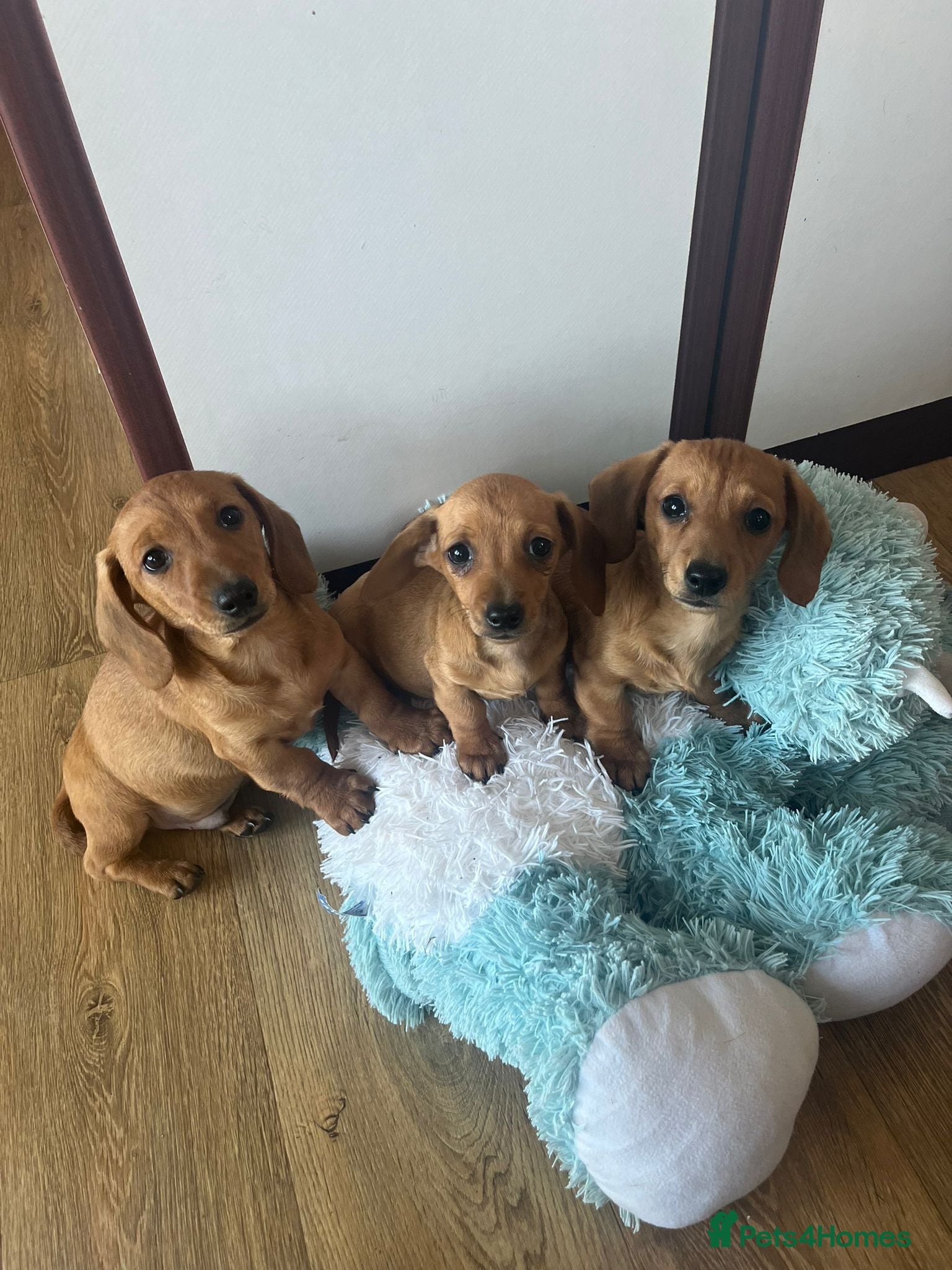Miniature Dachshund dogs KC REGISTERED PRA CLEAR  - Advert 3