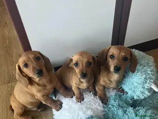 Miniature Dachshund dogs KC REGISTERED PRA CLEAR - Advert 3
