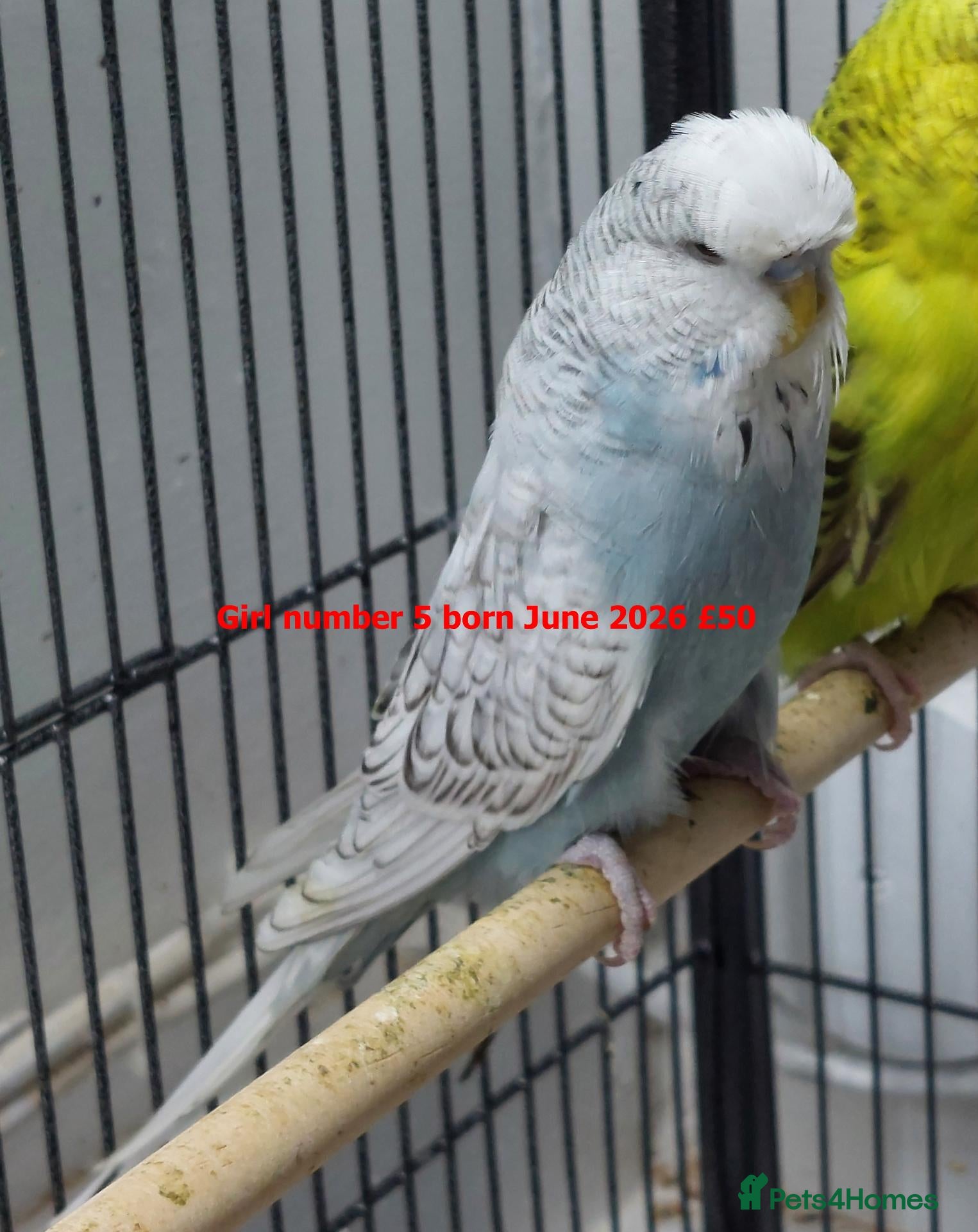 Budgerigars birds Baby Budgiess Ashford Kent - Advert 2