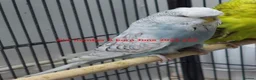 Budgerigars birds for sale: Baby Budgiess Ashford Kent - Advert 2