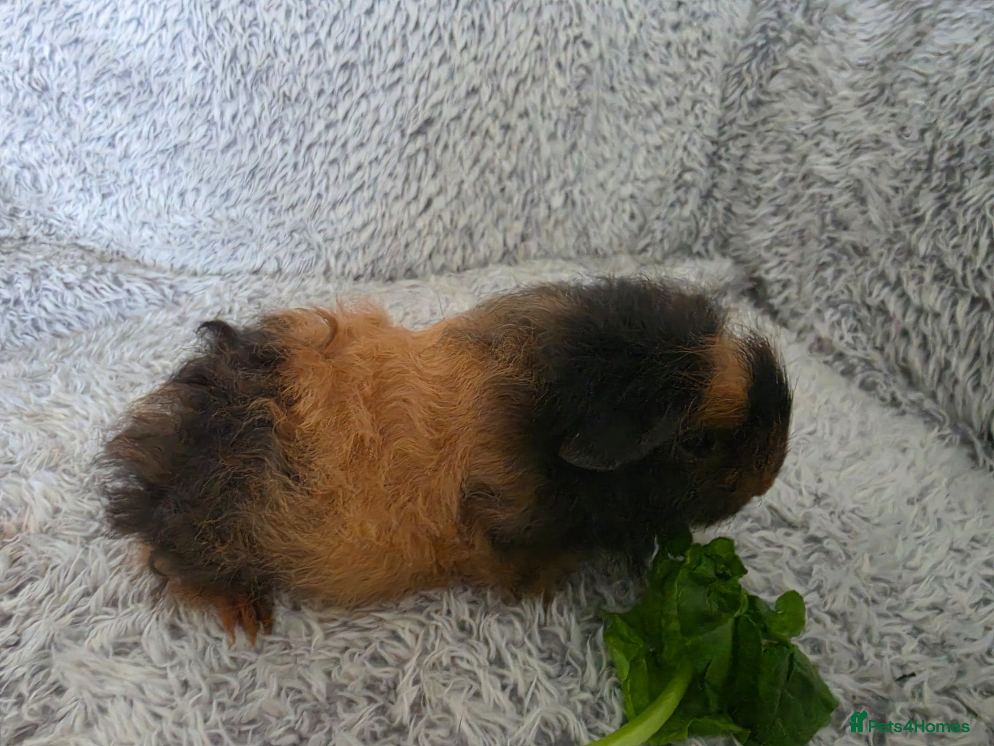 Guinea Pig rodents Swiss sow - Advert 13