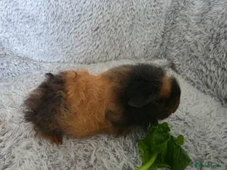 Guinea Pig rodents 2 girls ready 2 leave - Advert 1