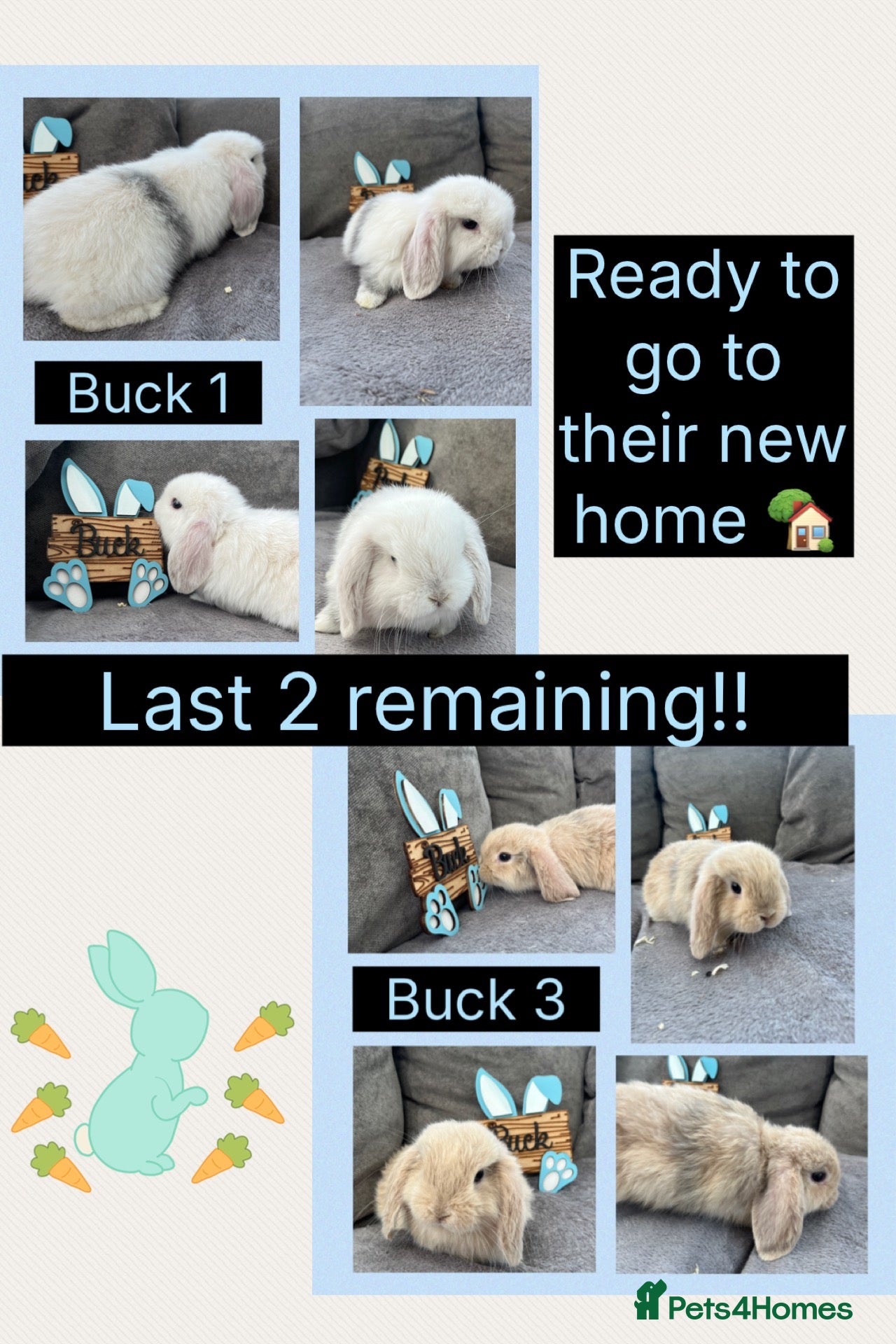 Mini Lop rabbits Pure bred Mini Lop Babies Ready to leave:) - Advert 6