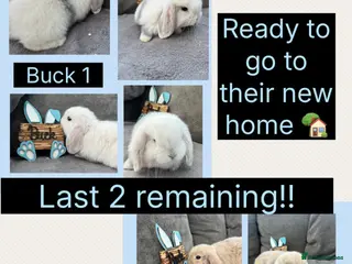 Mini Lop rabbits Pure bred Mini Lop Babies Ready to leave:) - Advert 6
