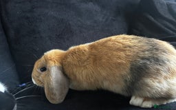 Mixed Breed rabbits for sale: Rehoming male rabbit . Please read description  - Image 7