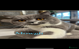 British Shorthair cats for sale: GCCF Reg British Shorthair Kittens - Image 6