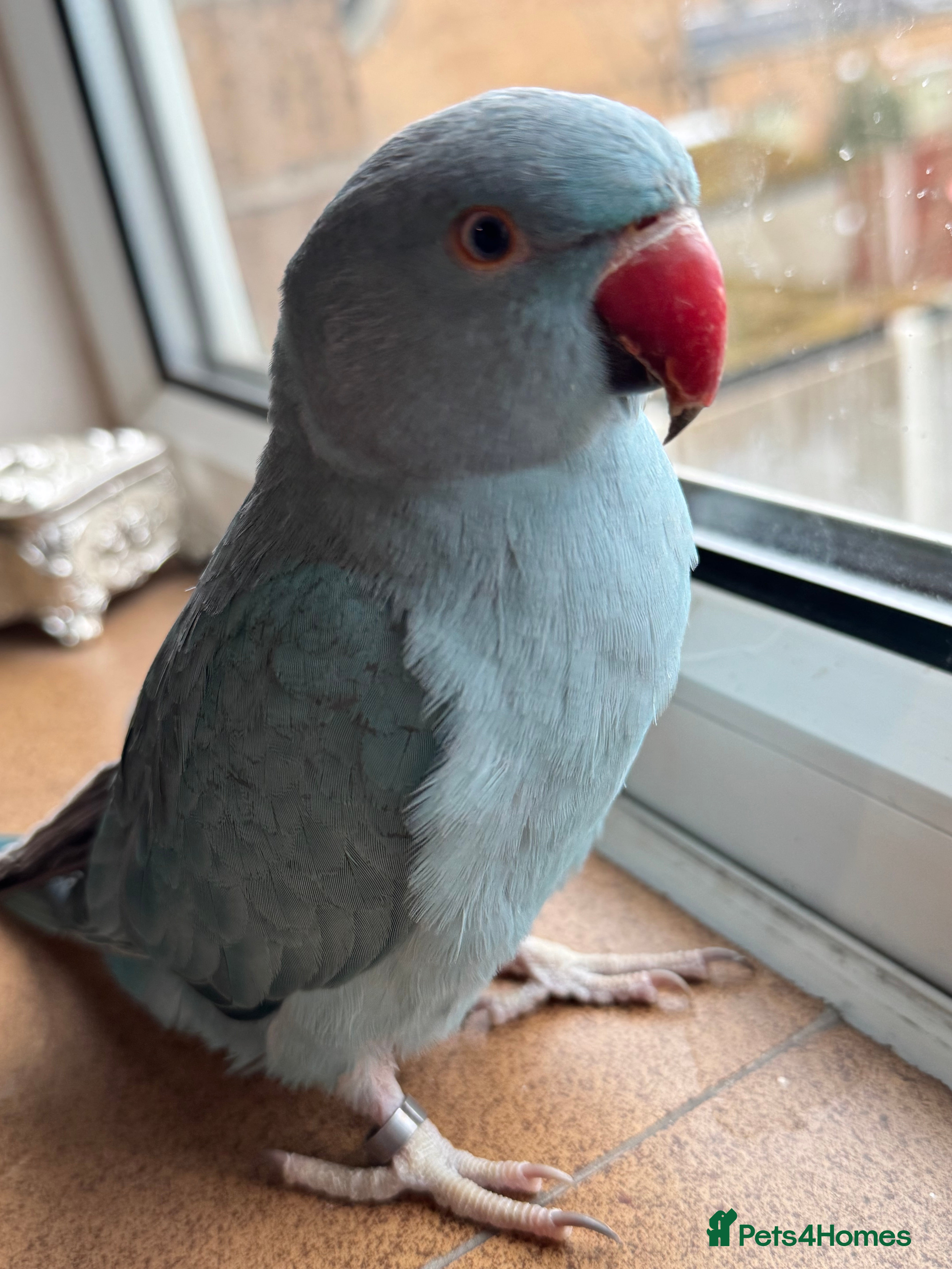 Ringnecks birds Blue Indian Ringneck baby ( comes with cage )  - Advert 2