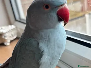 Ringnecks birds Blue Indian Ringneck baby ( comes with cage ) - Advert 2