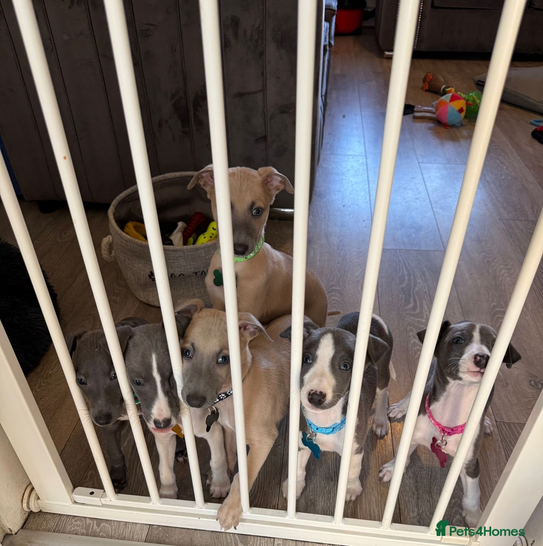 Whippet dogs for sale: 8 Week Old Whippet Puppies  - Advert 18