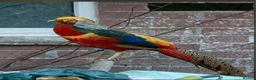Pheasants poultry for sale: Male and female golden phesants  - Advert 1